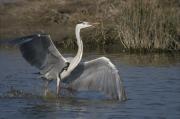 Bernat pescaire (Ardea cinerea) 2 de 2