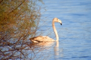 Flamenc (Phoenicopterus ruber)