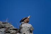 Voltor comú (Gyps fulvus) 1de3