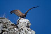 Voltor comú (Gyps fulvus) 2de3