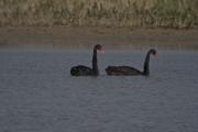 Cigne negre (Cygnus atratus) 4de4