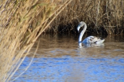 Flamenc (Phoenicopterus ruber)