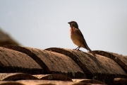 Passerell comú (Carduelis cannabina)