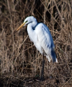 Agró blanc (Ardea alba)