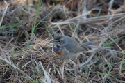 Cotxa blava(Luscinia svecica)