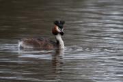 Cabussó emplomallat (Podiceps cristatus)  1de2