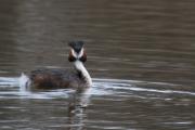 Cabussó emplomallat (Podiceps cristatus)  2de2