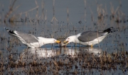 Gavià argentat (Larus michahellis)