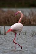 Flamenc (Phoenicopterus roseus)