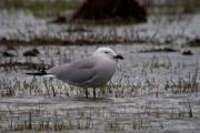 Gavina corsa (Larus audouinii)