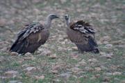 Voltor comú (Gyps fulvus) 1de2