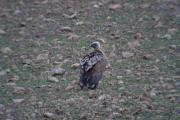 Voltor comú (Gyps fulvus) 2de2