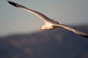 Gavià argentat (Larus michahellis)