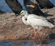 Agró blanc en plomatge nupcial. (Ardea alba)