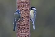 Mallerenga carbonera (Parus major)