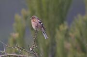 Pinsà comú (Fringilla coelebs)