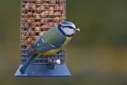 Mallerenga blava (Parus caeruleus)