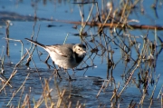 Cuereta blanca vulgar (Motacilla alba)