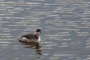 Cabussó collnegre (Podiceps nigricollis)