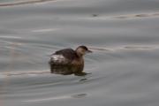 Cabusset (Tachybaptus ruficollis)