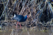 Polla blava (Porphyrio porphyrio)