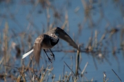 Cuereta blanca vulgar (Motacilla alba)