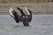 Cigne negre (Cygnus atratus) 1de2