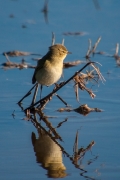 Mosquiter comú (Phylloscopus collybita)