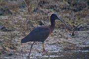 Capó reial (Plegadis falcinellus)