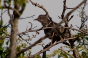 Estornell vulgar(Sturnus vulgaris)