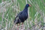 Polla blava (Porphyrio porphyrio) 2de2