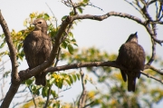 Estornell vulgar(Sturnus vulgaris)