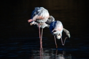 Flamenc (Phoenicopterus ruber)