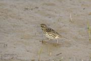 Titella (Anthus pratensis)