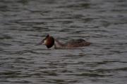 Cabussó emplomallat (Podiceps cristatus) 1de7