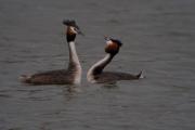 Cabussó emplomallat (Podiceps cristatus) 2de7