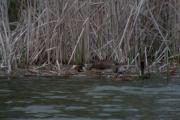 Cabussó emplomallat (Podiceps cristatus) 4de7