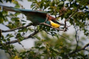 Abellerol (Merops apiaster)