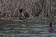 Cabussó emplomallat (Podiceps cristatus) 5de7