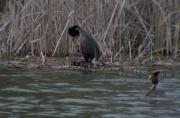 Cabussó emplomallat (Podiceps cristatus) 6de7