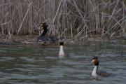 Cabussó emplomallat (Podiceps cristatus) 7de7