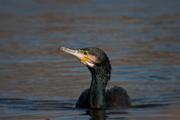 Corb marí gros ( Phalacrocorax carbo )