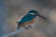 Blauet (Alcedo atthis)