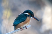 Blauet (Alcedo atthis)