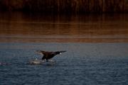 Fotja (Fulica atra) 2de3