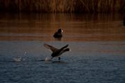 Fotja (Fulica atra) 3de3