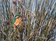 Blauet (Alcedo atthis)