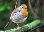 Pit-roig (Erithacus rubecula)