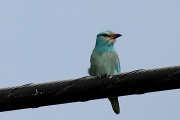 Gaig blau (Coracias garrulus)