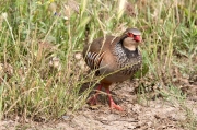 Perdiu roja (Alectoris rufa) 1de2